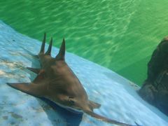 -上海海洋水族馆