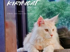 -十年猫舍·猫咪专门店(普陀店)