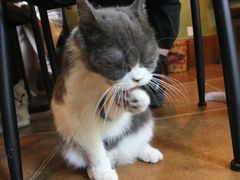 -李小姐の猫咖啡馆(五角场店)