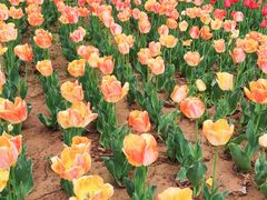 -咸阳湖景区-统一广场