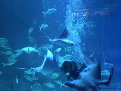 -烟台海昌鲸鲨海洋公园