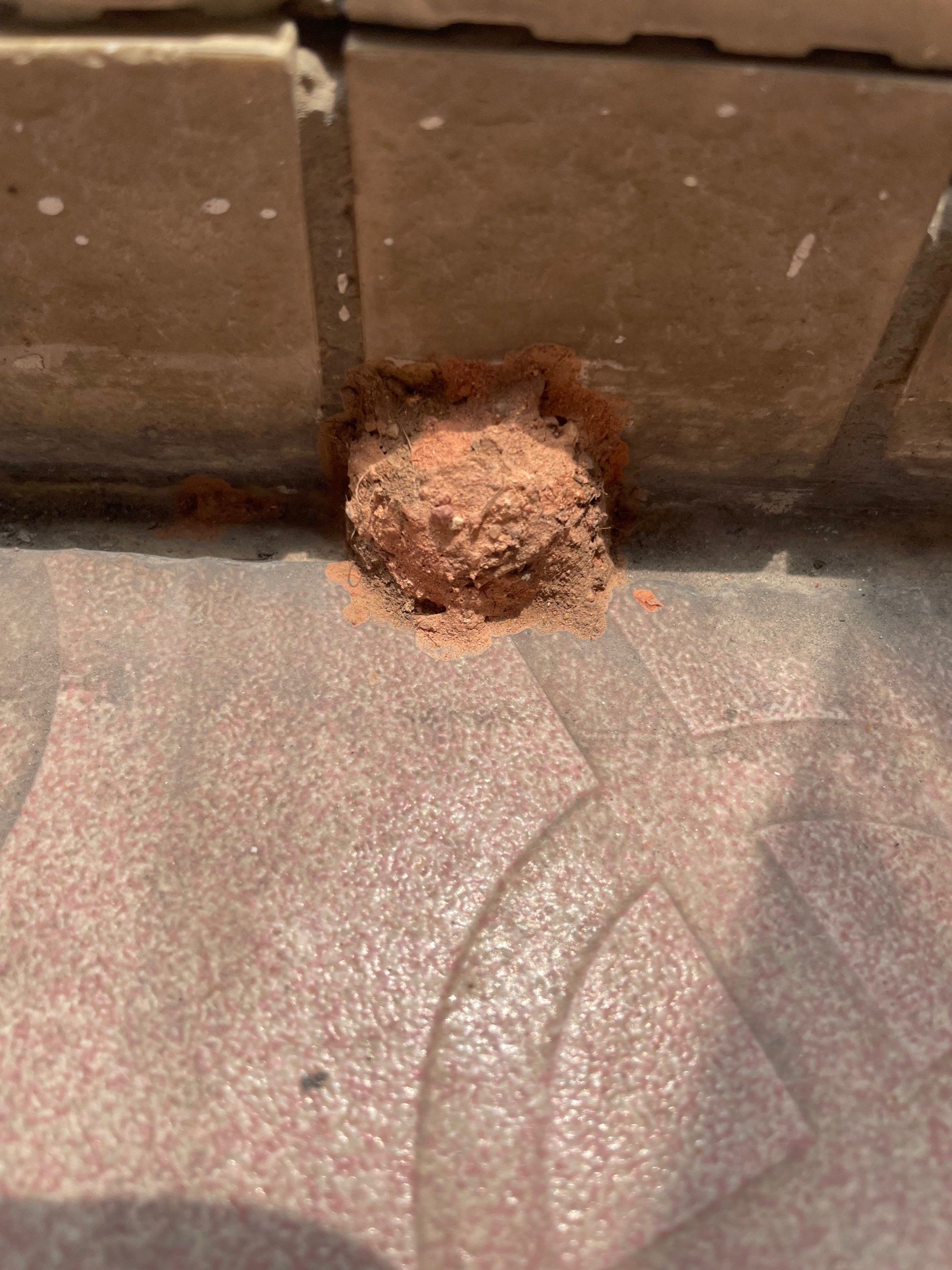 不知道是什么虫子的窝