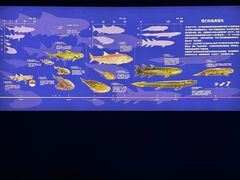 -凤凰中心