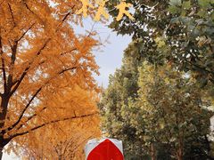 -三里屯东五街银杏大道