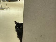 -藏猫猫咖啡主题馆(中央大道店)