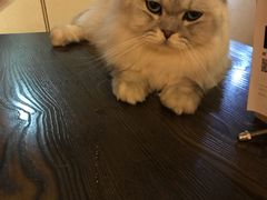 -猫友咖啡店(玉林西路店)