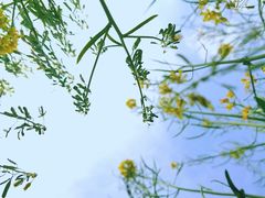 -天津武清北运河郊野公园房车露营地