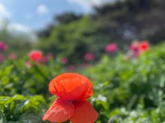 -国家植物园南园