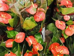 -双季花艺园艺市场(浦东店)