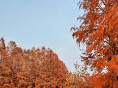 -上海海湾国家森林公园