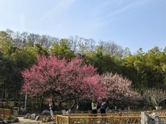 -南京古林公园