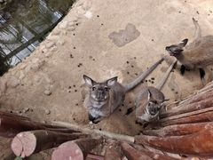 -呀路古热带植物园