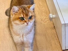 -有喵·猫咖·狗咖·30几只猫10只小狗(岗厦店)