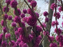 -幕燕滨江·燕子矶公园