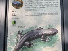 -天目山大树王景区