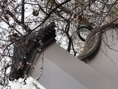 -桃花堤公园