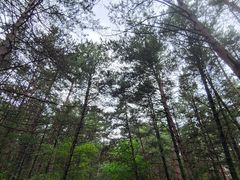 -帽儿山国家森林公园