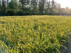 -前小桔亲子创意农场·草莓采摘·露营烧烤