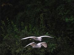 -重庆彩云湖湿地公园
