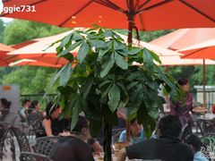 室外露台-御花园·粤菜·海鲜火锅(中山公园店)