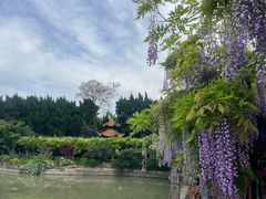 -嘉定紫藤园