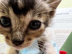 -瑞鹏宠物医院·骨科·猫科·内科(第一中心)