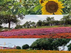 -松山湖梦幻百花洲