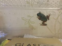 -酷以爬仙阁实体爬宠店·守宫·蜥蜴·专业繁育