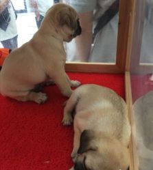 -萌宠亲子动物乐园(槐房万达店)