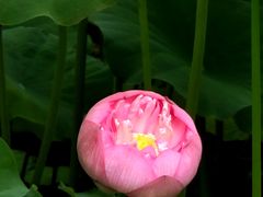 -陈家山荷花公园