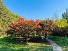 -东平国家森林公园