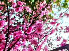 -铁山坪森林公园