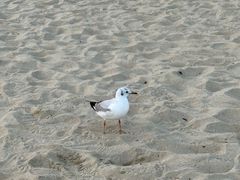-海云台海滩