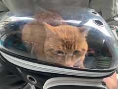 -乖乖乐动物医院(小汤山分院)