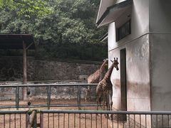 -杭州动物园