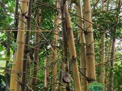 -呀诺达热带雨林