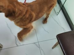 -嘉馨宠物医院·CT影像转诊·心脏科·犬猫全科诊疗中心(下沙大学城院区)