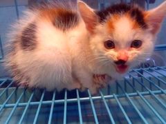 三色小猫免费领养-喵汪宠物生活馆(涞坊路店)