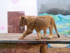 -大连森林动物园