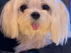 -萌宠之家·腊肠犬·马尔泰·小体犬舍