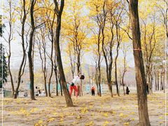 -天适樱花悠乐园