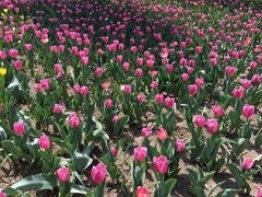 -长春公园(普阳街道)