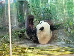 -上海野生动物园