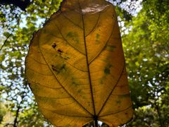 -南宁良凤江国家森林公园