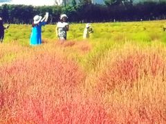 -映月湖中央公园