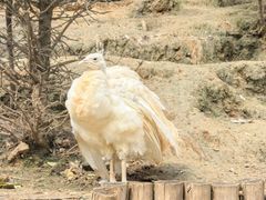 -青藏高原野生动物园