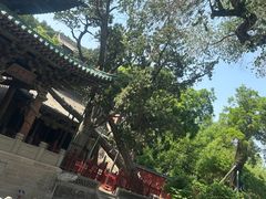 -晋祠公园