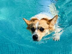 -爪吧宠物乐园 (温榆河示范区店)