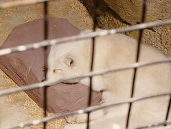 -酷嗒动物文化乐园(cutezoo西溪乐天城店)