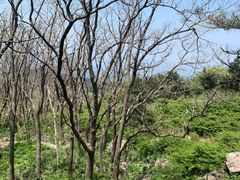 -泰山风景名胜区